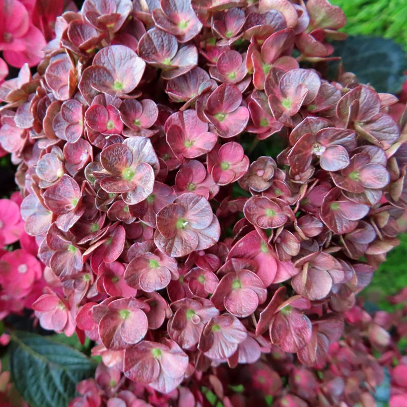 Hortensia - Hydrangea macrophylla Rebellion Pistachio Love (Floraison)
