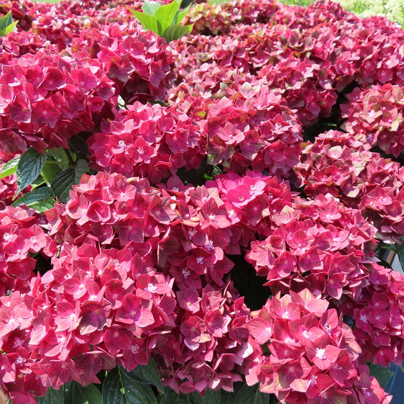 Hortensia - Hydrangea macrophylla Rebellion Red Love (Port)