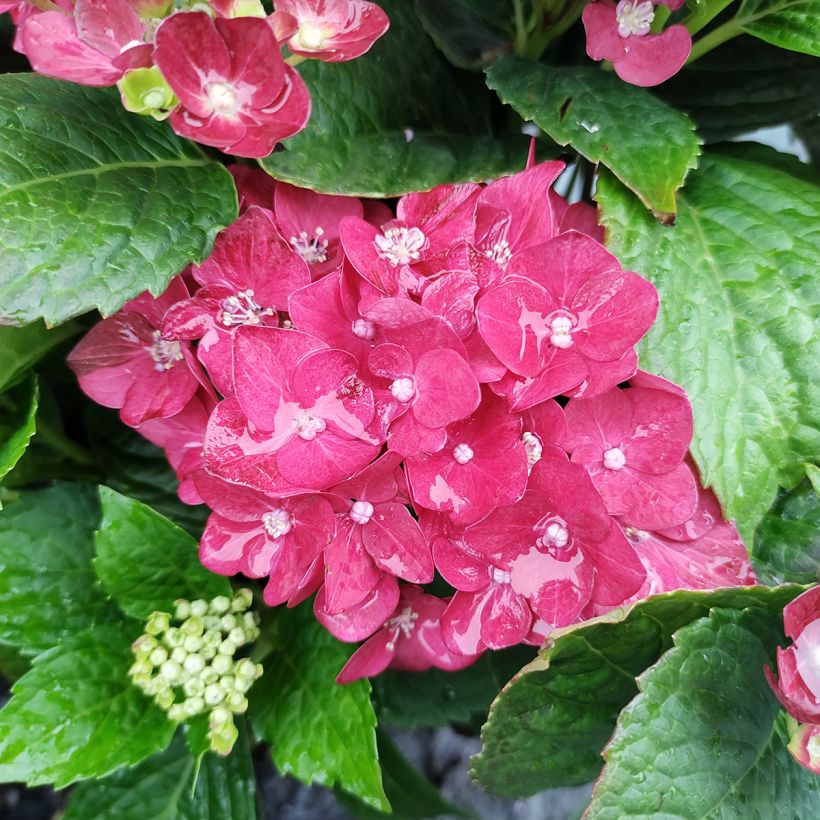 Hortensia - Hydrangea macrophylla Red Reggae (Music Collection) (Floraison)