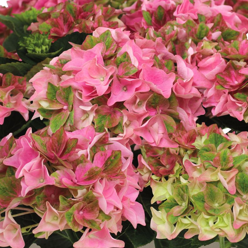 Hortensia - Hydrangea macrophylla Rembrandt Antico Fresco (Floraison)