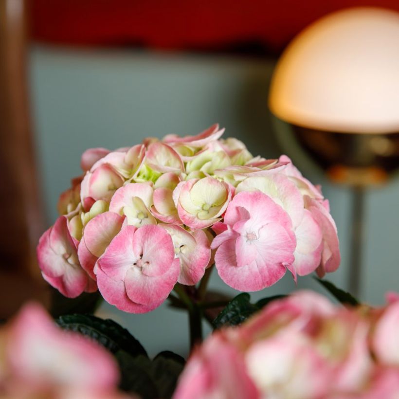 Hortensia - Hydrangea macrophylla Rembrandt Dolce Chic (Floraison)