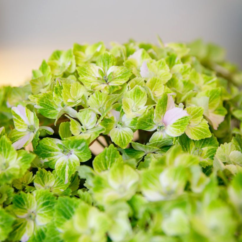 Hortensia - Hydrangea macrophylla Rembrandt Vibrant Verde (Floraison)