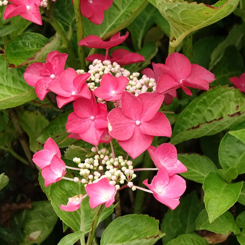 Hortensia - Hydrangea macrophylla Rotschwanz  (Floraison)