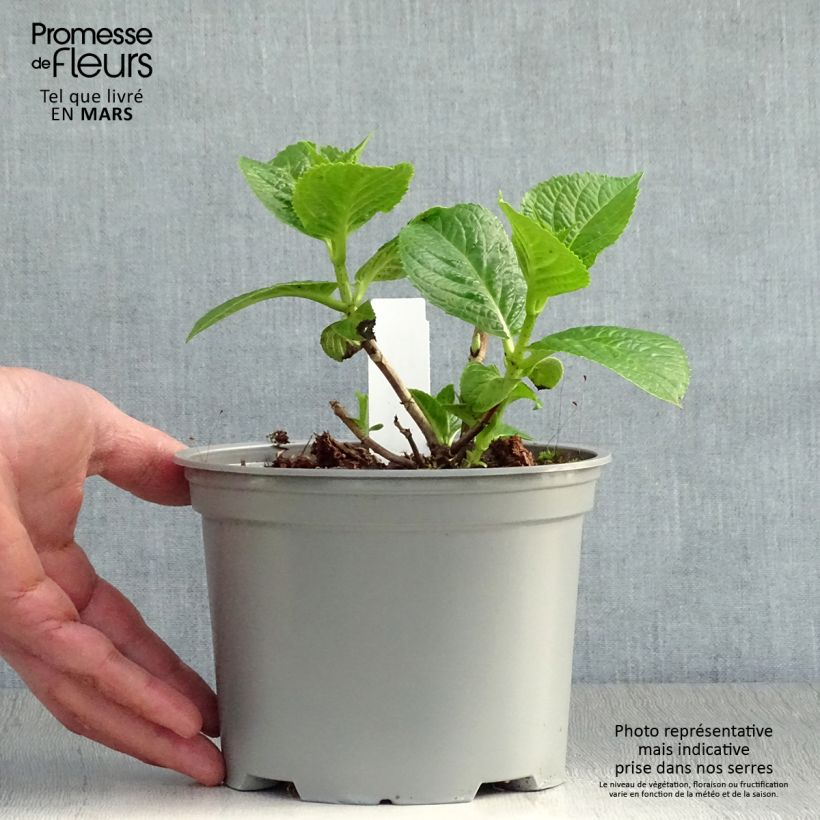 Spécimen de Hortensia - Hydrangea macrophylla Rotschwanz  Pot de 2L/3L tel que livré au printemps
