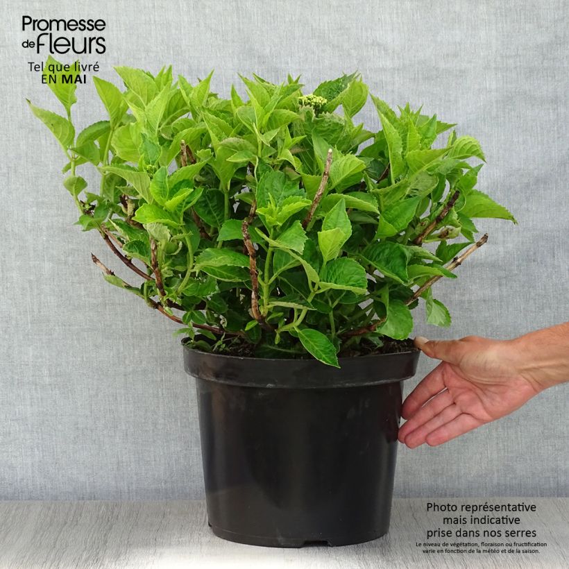 Spécimen de Hortensia - Hydrangea macrophylla Rotschwanz  Pot de 7,5L/10L tel que livré au printemps
