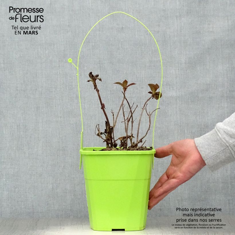 Spécimen de Hortensia - Hydrangea macrophylla Salsa Pot de 4L/5L tel que livré au printemps