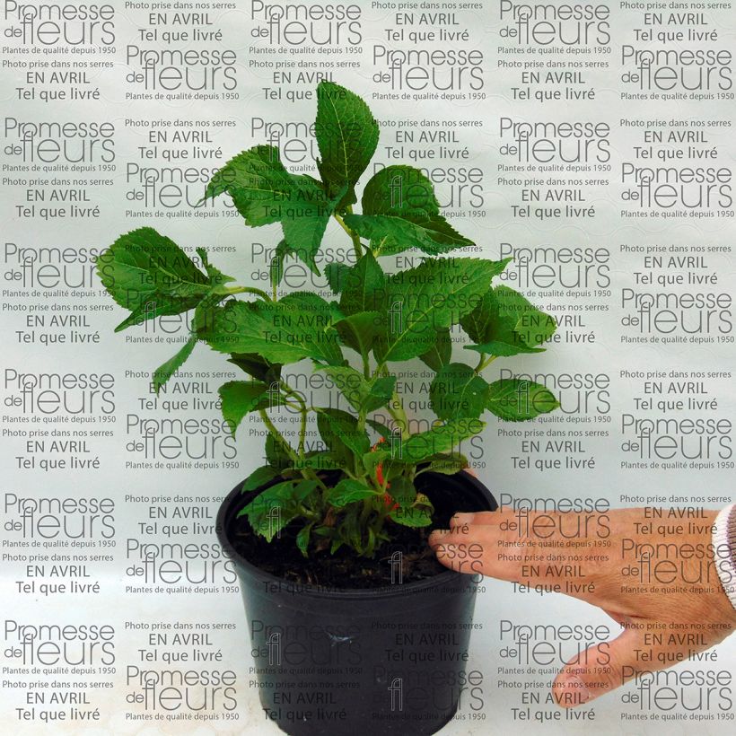 Exemple de spécimen de Hortensia - Hydrangea macrophylla Shooting Star Pot de 2L/3L tel que livré