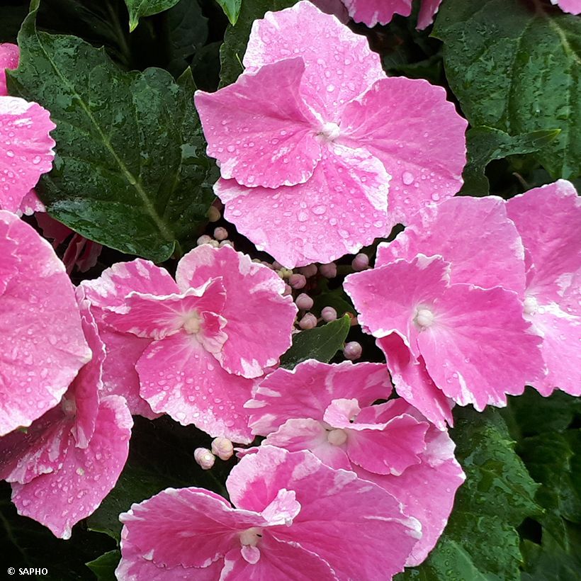 Hortensia macrophylla So Long Starlit Sky (Floraison)