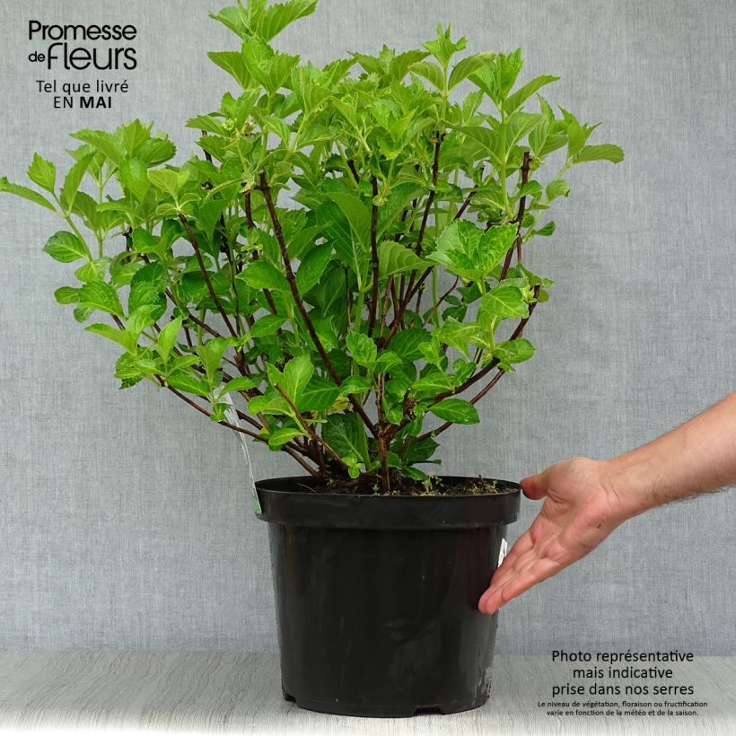 Spécimen de Hortensia - Hydrangea macrophylla Sœur Thérèse Pot de 7,5L/10L tel que livré au printemps
