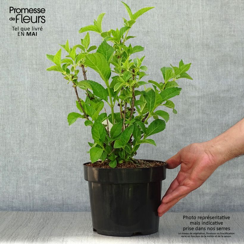 Spécimen de Hortensia - Hydrangea macrophylla Sœur Thérèse Pot de 2L/3L tel que livré au printemps