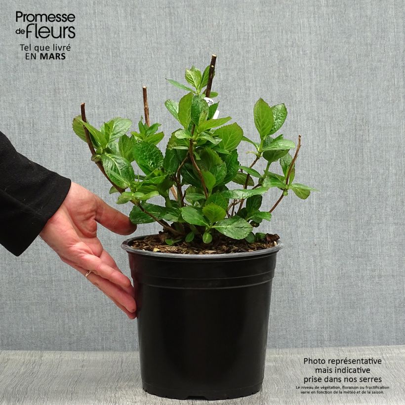 Spécimen de Hortensia - Hydrangea macrophylla Star Gazer Bleu Pot de 4L/5L tel que livré au printemps