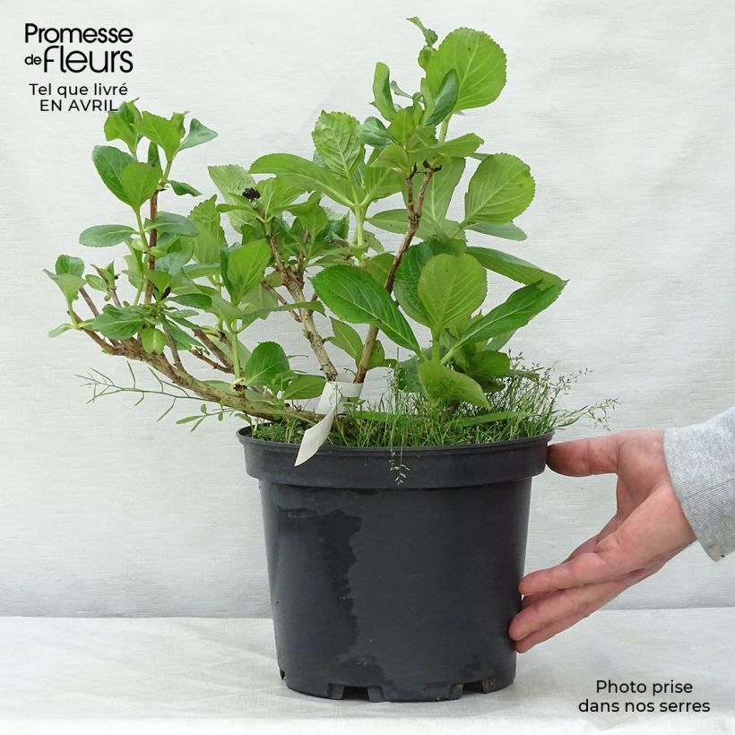 Spécimen de Hortensia - Hydrangea macrophylla Stargazer Pot de 4L/5L tel que livré au printemps