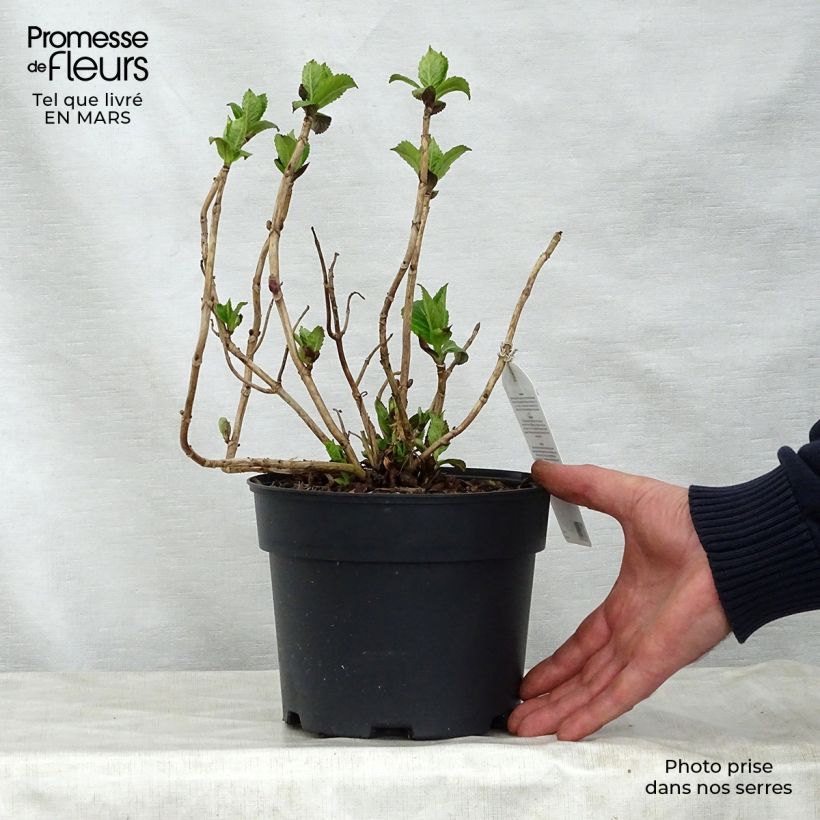 Spécimen de Hortensia - Hydrangea macrophylla Teller Pink Pot de 2L/3L tel que livré au printemps