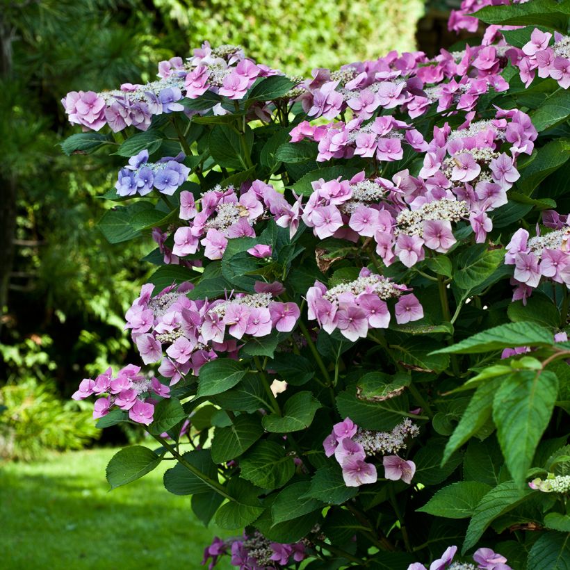 Hortensia - Hydrangea macrophylla Teller Pink (Port)