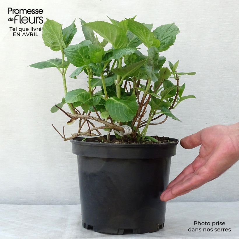 Spécimen de Hortensia - Hydrangea macrophylla Tinkerbell Pot de 1,5L/2L tel que livré au printemps