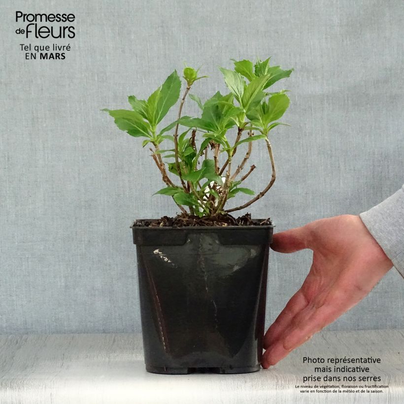 Spécimen de Hortensia - Hydrangea macrophylla Tovelit Pot de 2L/3L tel que livré au printemps
