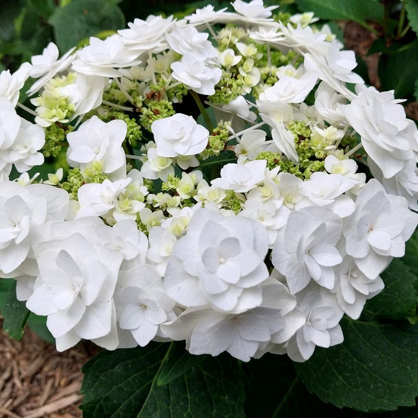 Hortensia - Hydrangea macrophylla Wedding Gown (Floraison)
