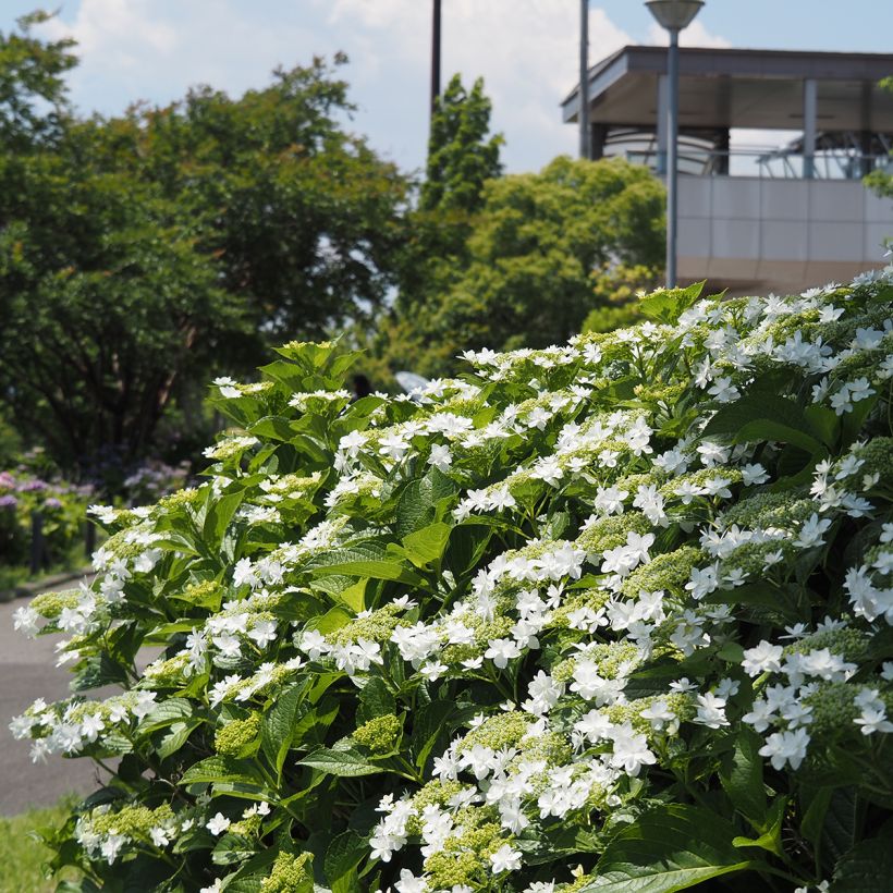 Hortensia - Hydrangea macrophylla Wedding Gown (Port)