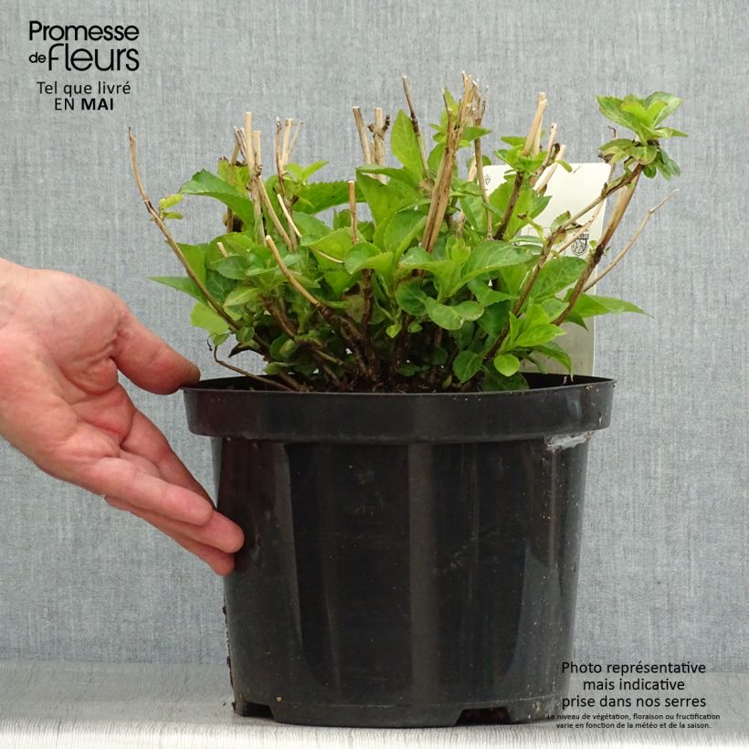 Spécimen de Hortensia - Hydrangea macrophylla Wudu tel que livré au printemps