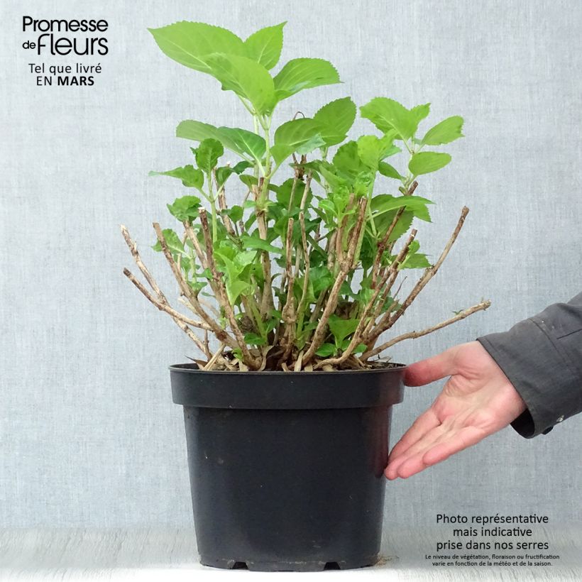 Spécimen de Hortensia - Hydrangea macrophylla Xian Pot de 7,5L/10L tel que livré au printemps