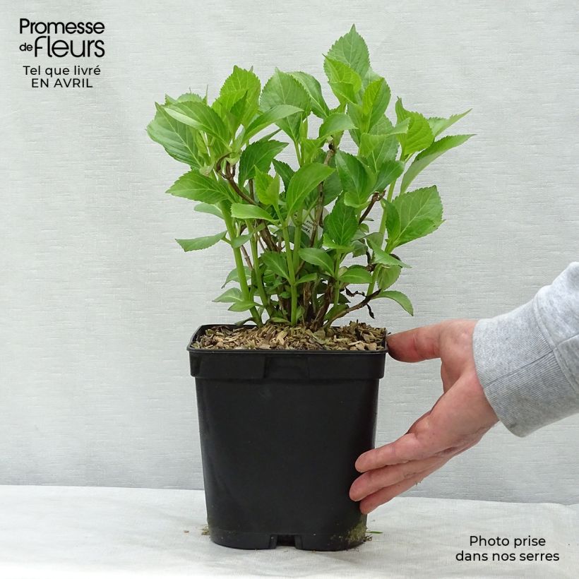Spécimen de Hortensia - Hydrangea macrophylla Yamato Pot de 2L/3L tel que livré au printemps