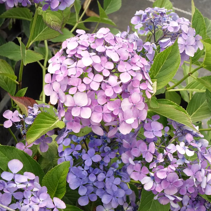 Hortensia - Hydrangea macrophylla Yamato (Floraison)