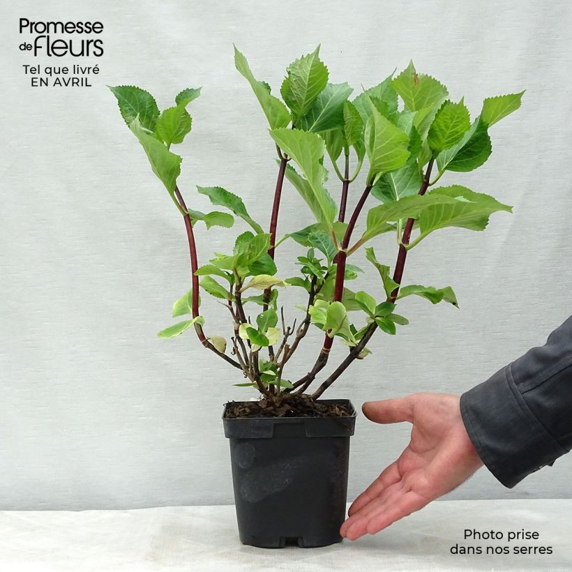 Spécimen de Hortensia - Hydrangea macrophylla Zorro Pot de 2L/3L tel que livré au printemps
