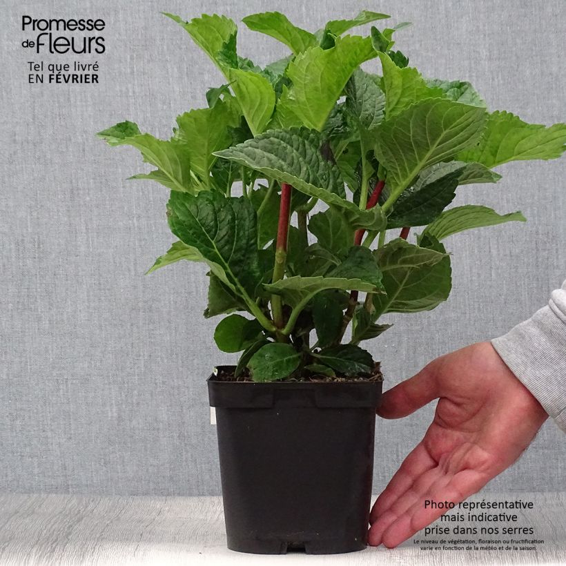 Spécimen de Hortensia - Hydrangea macrophylla Zorro Pot de 2L/3L tel que livré en automne