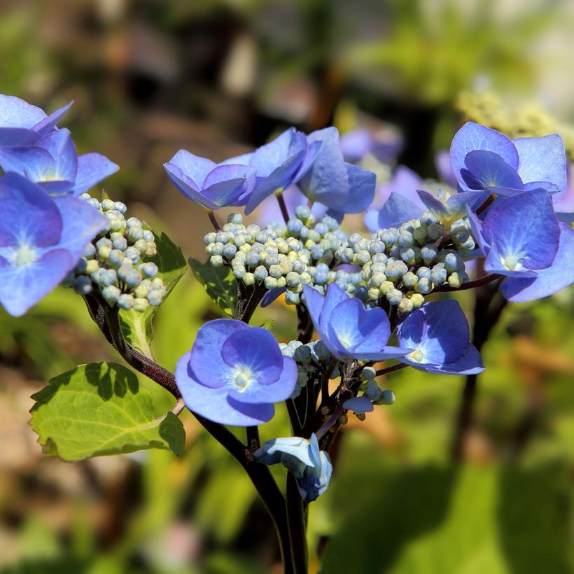 Hortensia - Hydrangea macrophylla Zorro (Floraison)