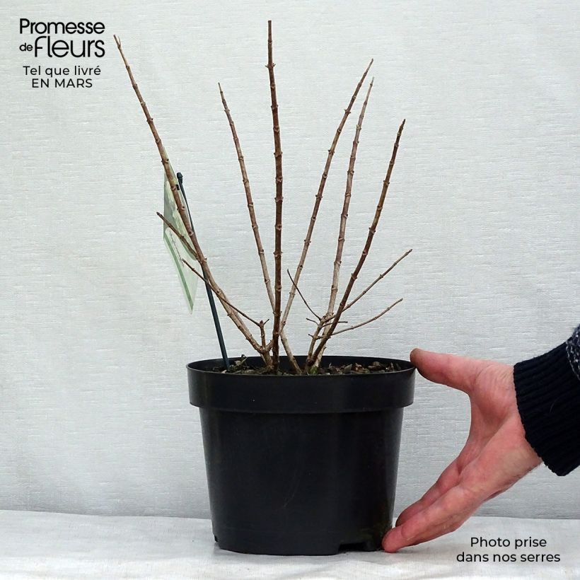 Example of Hydrangea paniculata Bobo - Hortensia paniculé nain Pot de 3L/4L as you get in printemps