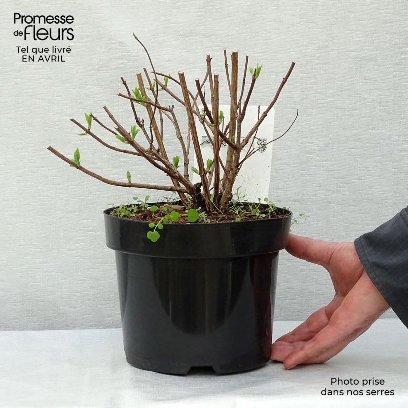 Spécimen de Hydrangea paniculata Dart's Little Dot - Hortensia paniculé Pot de 3L/4L tel que livré au printemps