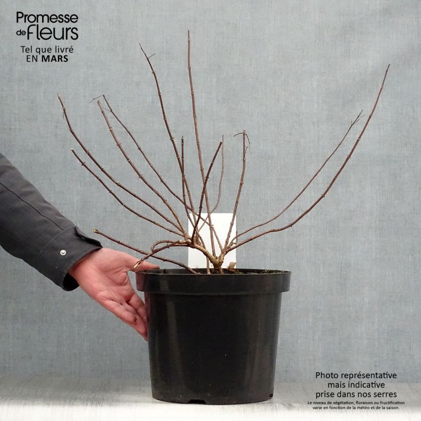 Spécimen de Hydrangea paniculata Diamant Rouge - Hortensia paniculé Pot de 7,5L/10L, Buisson, 3/4 branches tel que livré au printemps