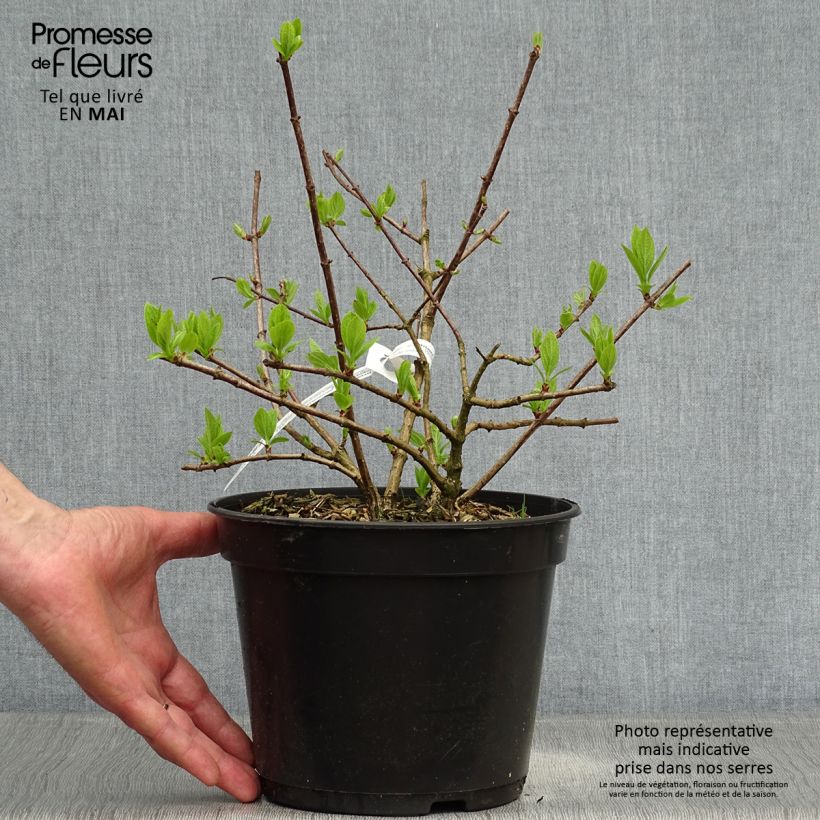 Spécimen de Hydrangea paniculata Diamant Rouge - Hortensia paniculé Pot de 2L/3L, Buisson, 3/4 branches tel que livré au printemps