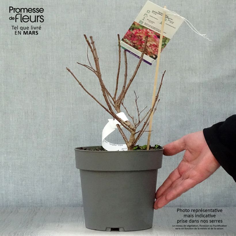 Example of Hydrangea paniculata Graffiti - Hortensia paniculé Pot de 4L/5L as you get in printemps