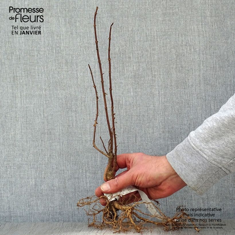 Spécimen de Hydrangea paniculata Grandiflora - Hortensia paniculé Racines nues tel que livré en hiver