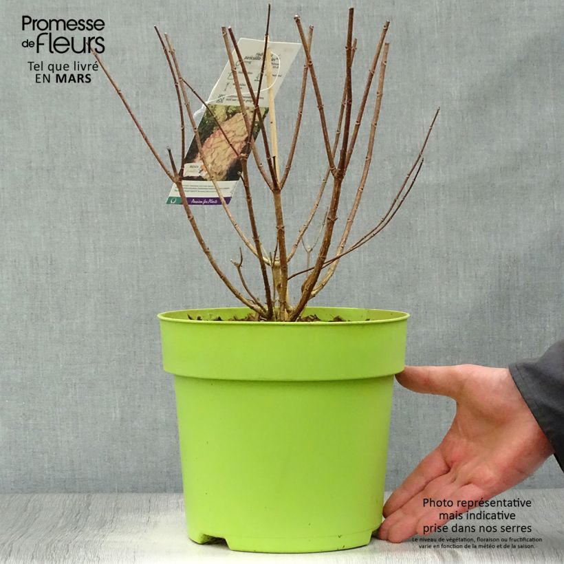 Spécimen de Hydrangea paniculata Hercules - Hortensia paniculé Pot de 3L/4L tel que livré au printemps