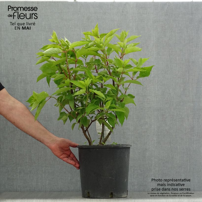 Spécimen de Hydrangea paniculata Levana - Hortensia paniculé Pot de 7,5L/10L tel que livré au printemps