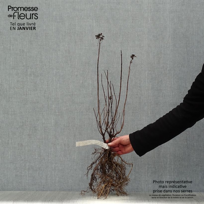 Example of Hydrangea paniculata Limelight - Hortensia paniculé Racines nues as you get in hiver