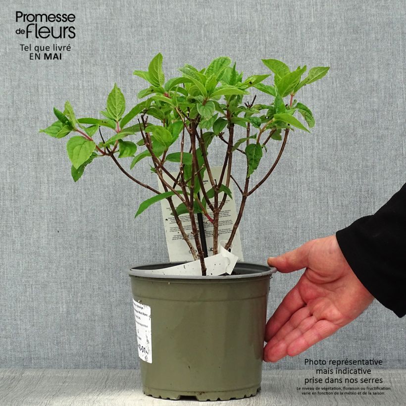 Spécimen de Hydrangea paniculata Magical Mont Blanc - Hortensia paniculé Pot de 3L/4L tel que livré au printemps