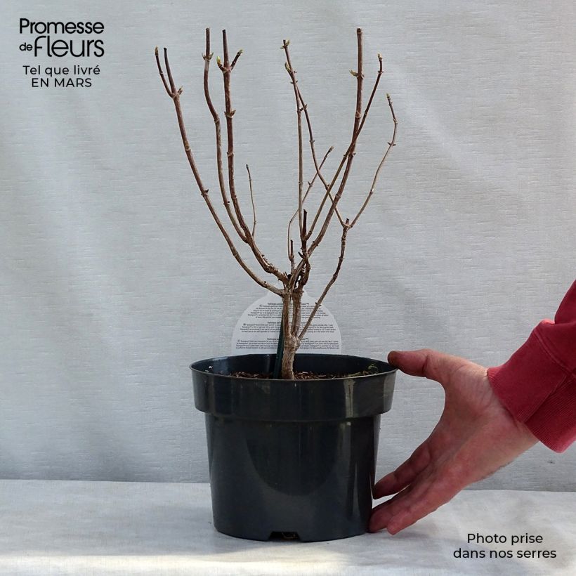 Spécimen de Hydrangea paniculata Pastelgreen - Hortensia paniculé Pot de 3L/4L tel que livré au printemps