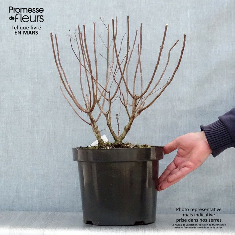 Spécimen de Hydrangea paniculata Pastelgreen - Hortensia paniculé Pot de 7,5L/10L tel que livré au printemps