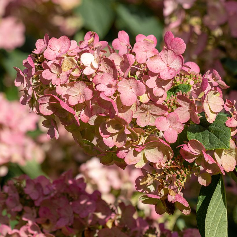Hortensia - Hydrangea paniculata Pink Diamond (Floraison)