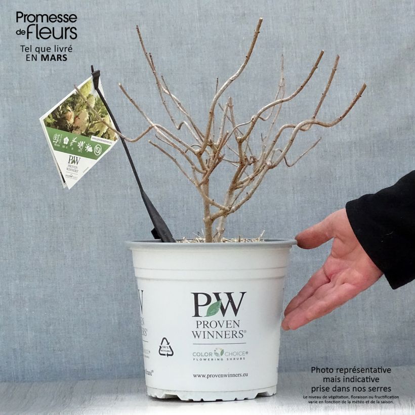 Spécimen de Hydrangea paniculata Pinkachu - Hortensia paniculé Pot de 3L/4L tel que livré au printemps