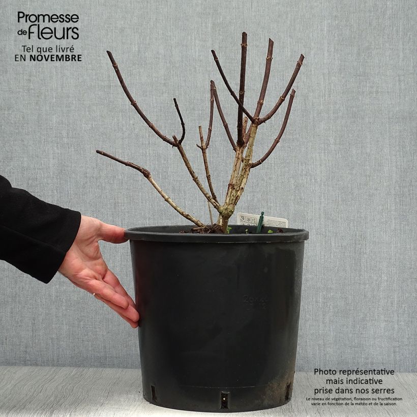 Spécimen de Hydrangea paniculata Pinky Winky - Hortensia paniculé Pot de 7,5L/10L tel que livré en automne