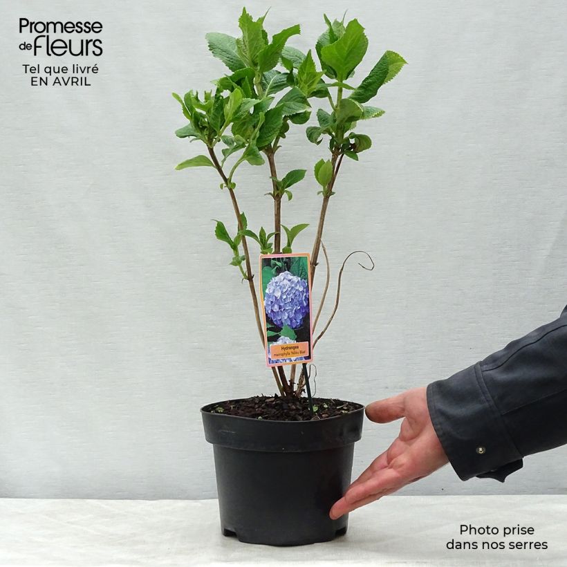 Spécimen de Hydrangea paniculata Pinky Winky - Hortensia paniculé Pot de 3L/4L tel que livré au printemps