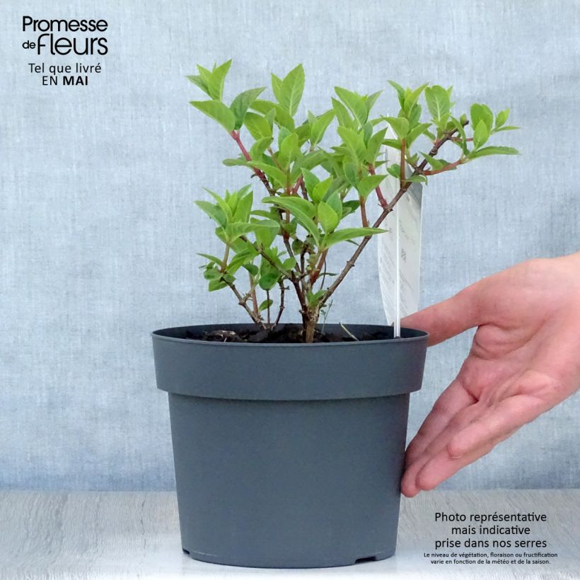 Spécimen de Hydrangea paniculata Sundae Fraise - Hortensia paniculé rose Pot de 2L/3L tel que livré au printemps