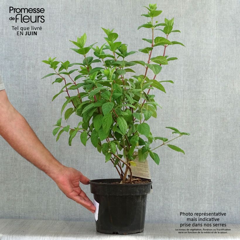 Spécimen de Hydrangea paniculata White Diamonds - Hortensia paniculé Pot de 3L/4L tel que livré en été