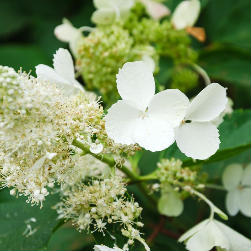 Hortensia - Hydrangea paniculata White Moth (Floraison)