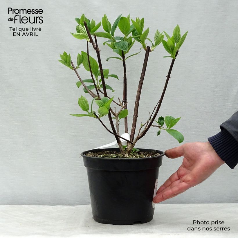 Spécimen de Hydrangea paniculata Wim's Red - Hortensia paniculé Pot de 3L/4L tel que livré au printemps