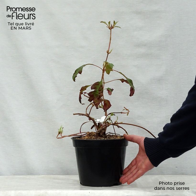 Spécimen de Hydrangea quercifolia Ice Crystal - Hortensia à feuilles de chêne Pot de 4L/5L tel que livré au printemps